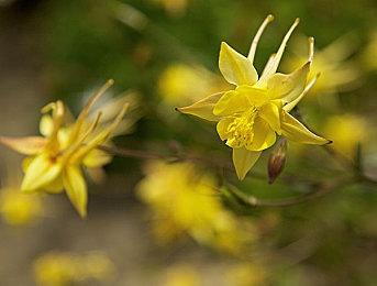 《宝可梦：大集结》1周年纪念 限期PVE活动7月21日开启